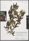 Foto von Salix purpurea L. x Salix silesiaca Willd.